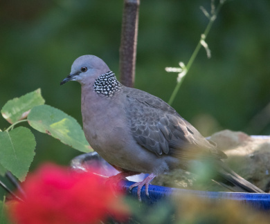 Spotted Dove IMG 1278