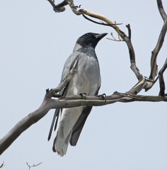 Black-faced Cuckoo-shrike IMG 1402