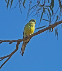 Red-rumped Parrot IMG 1651