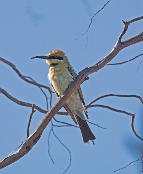 Rainbow Bee-eater IMG_2442.jpg