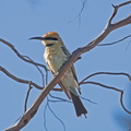 Rainbow Bee-eater IMG 2442
