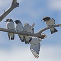 White-breasted Woodswallow IMG 2307