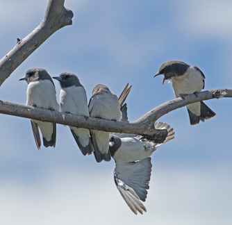 White-breasted Woodswallow IMG 2307