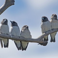 White-breasted Woodswallow IMG 2311
