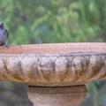 Dusky Woodswallow Shrike-thrush-IMG_2492.jpg