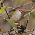 Red-browed Finch-IMG 3517