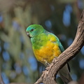 Red-rumped Parrot-M-IMG 3632