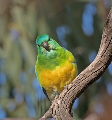 Red-rumped Parrot-M-IMG 3633