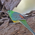 Red-rumped Parrot-M-IMG 3642