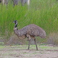Emu-IMG 3858