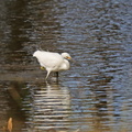 Little Egret-IMG_3800.jpg