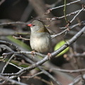Red-browed-Finch-IMG 2858
