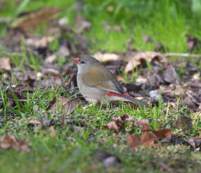 Red-browed-Finch-IMG 2861
