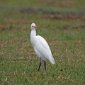 Cattle Egret-IMG 4241