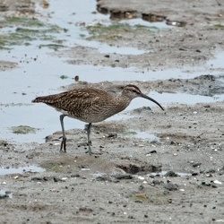 Sandpipers and Allies