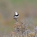 White-fronted Chat IMG_4915.jpg