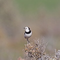 White-fronted Chat IMG_4923.jpg