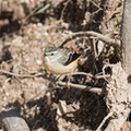 Spotted Pardalote IMG 5323