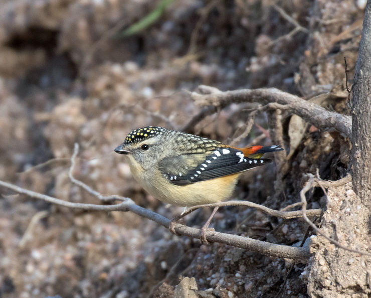 Spotted Pardalote IMG 5350
