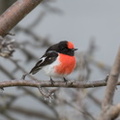 Red-capped Robin IMG 5558