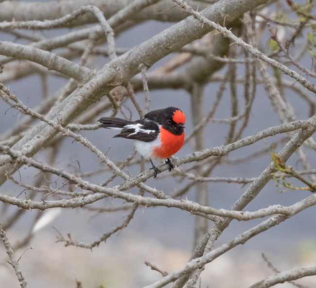 Red-capped-Robin