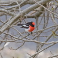 Red-capped-Robin.jpg