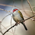 Red-browed Finch IMG 5712