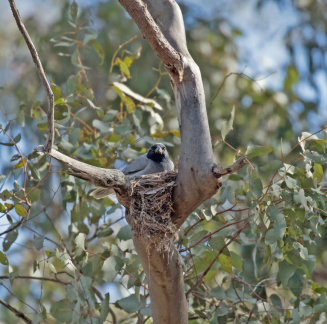Black-faced Cuckoo-shrike nest IMG 0503