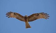 Square-tailed Kite IMG 0695