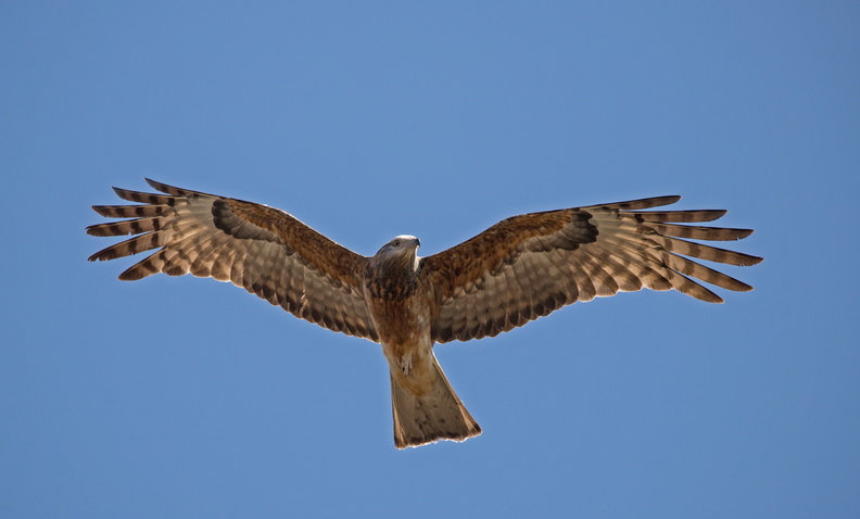 Square-tailed Kite IMG_0695.jpg