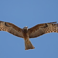 Square-tailed Kite IMG 0695