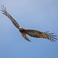 Square-tailed Kite IMG 0646