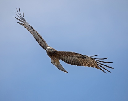 Square-tailed Kite IMG 0646