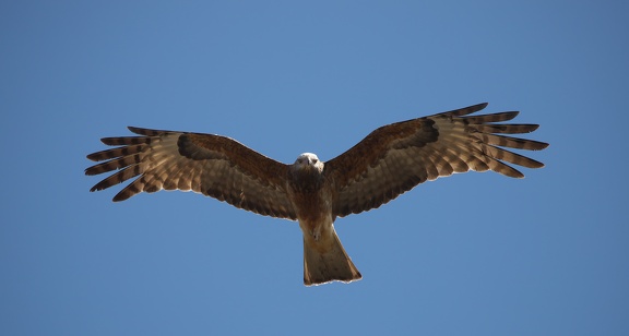 Square-tailed Kite IMG 0694
