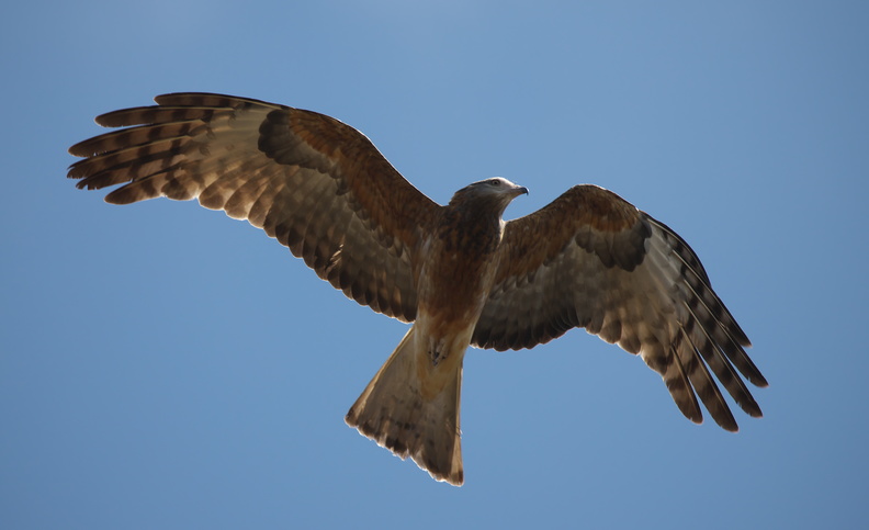 Square-tailed Kite IMG 0698