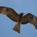 Square-tailed Kite IMG 0698