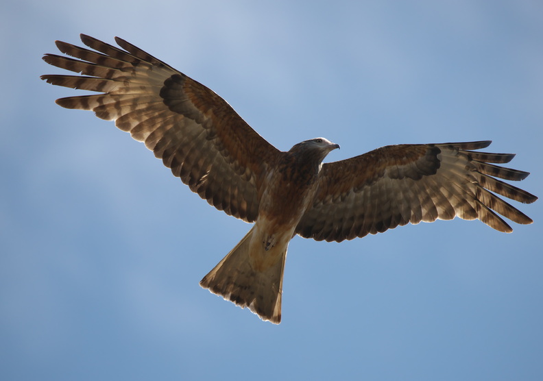 Square-tailed Kite IMG_0699.jpg