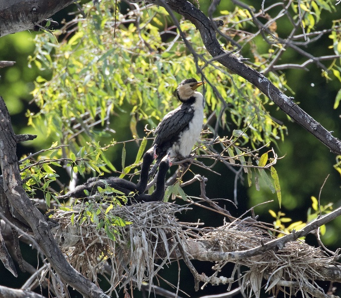 Little Pide Cormorant nest IMG_2146.jpg