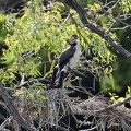 Little Pide Cormorant nest IMG 2146