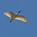 White Ibis IMG 2199