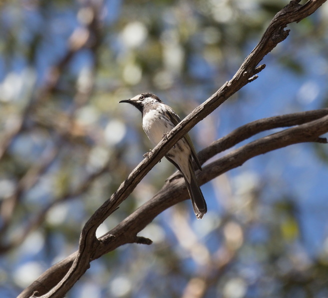 White-fronted-HE-IMG 3015-Edit