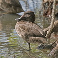 Freckled-Duck-IMG 6035