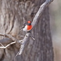 Red-capped-Robin-IMG 7290