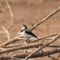 white-fronted-chat-IMG 3073