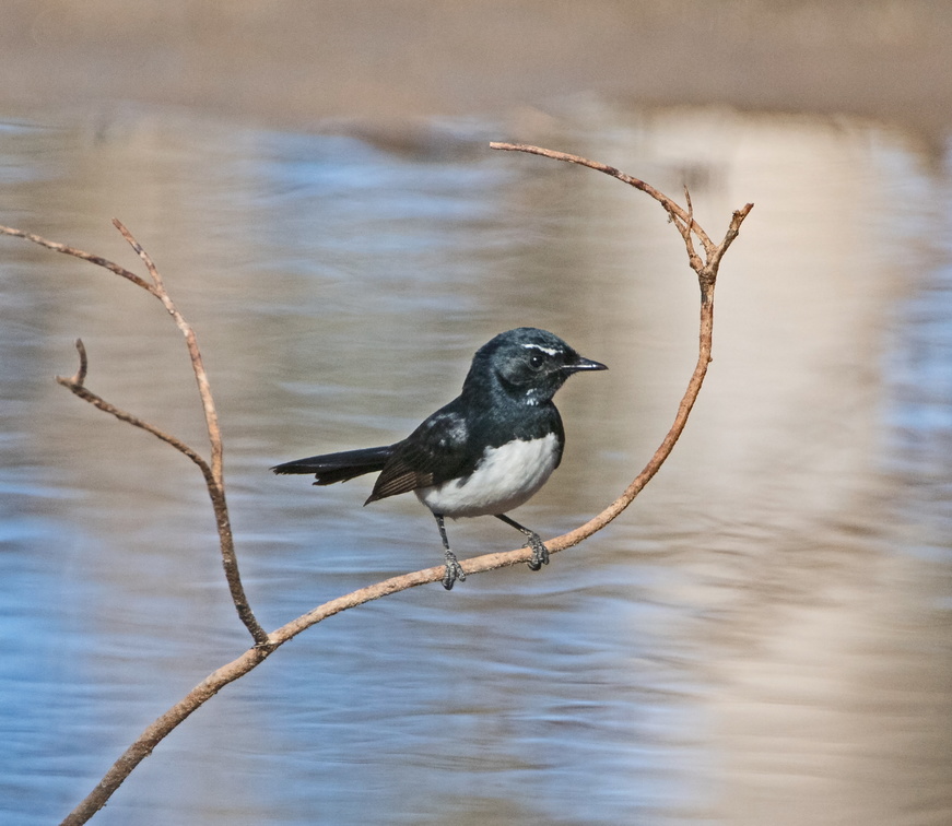 willie-wagtail-IMG 3117