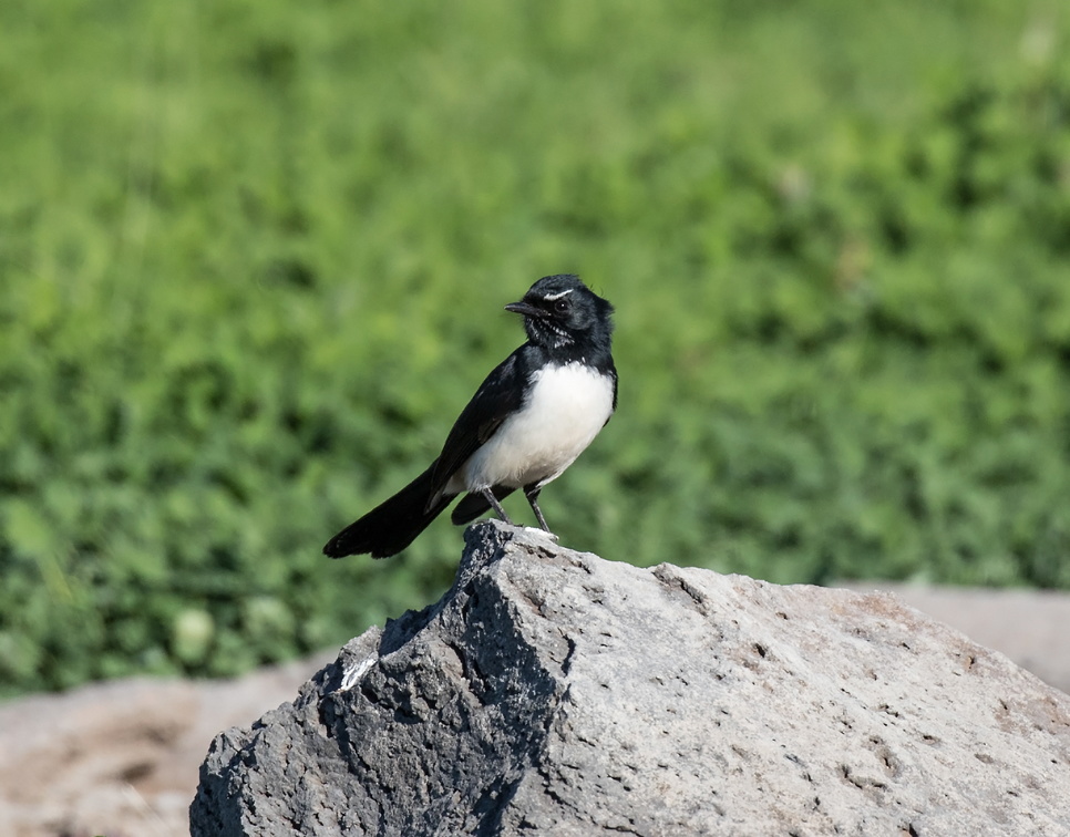 Willie-wagtail-IMG 3359