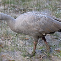 Cape-Barren-Goose-IMG 3687