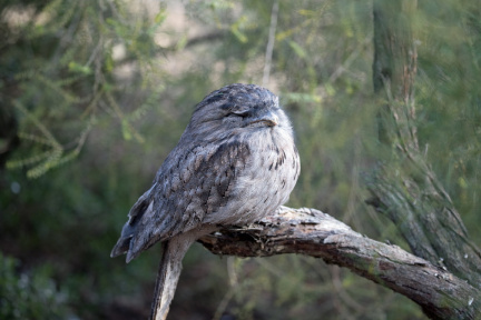 Tawny-Frogmouth-IMG 3724
