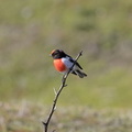 Red-Capped-Robin-IMG 4037