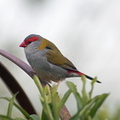 Red-browed-Finch-IMG 7755